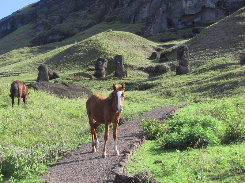 maoi horse path trail